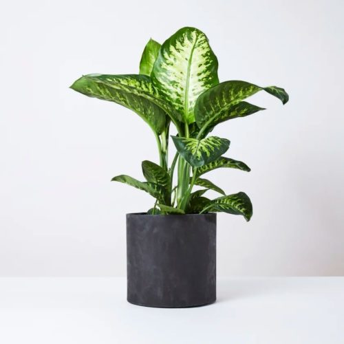 Indoor Plants for Low Light