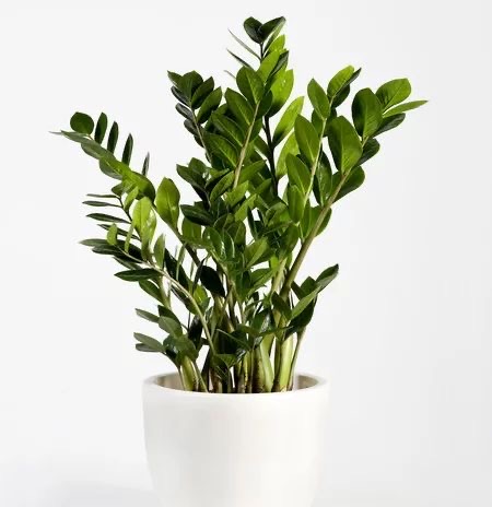 Indoor Plants for Low Light